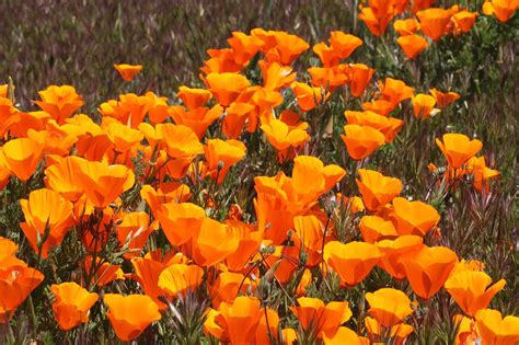 420 Flower: The Best California Flower for 4.20.23